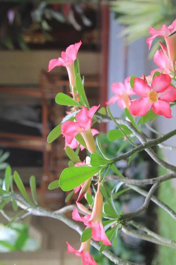 Secret Garden Sky Hotel Ubud  0*, Ubud (Bali)